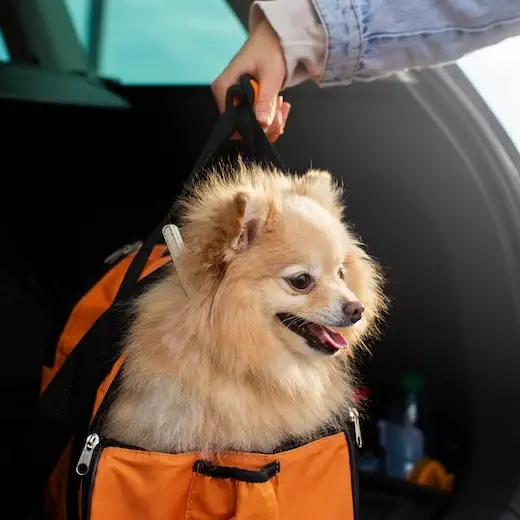 Small dog travelling safely in a Furry Taxi