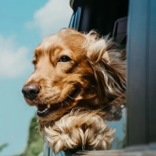 Golden dog enjoying a local pet taxi ride