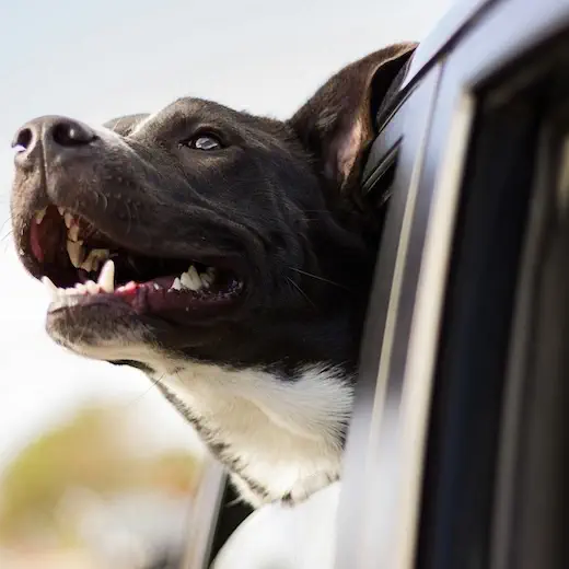 Dog enjoying an outstation taxi journey